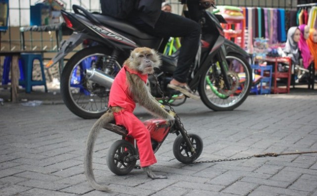 Nevjerojatno: Majmun vozi motor