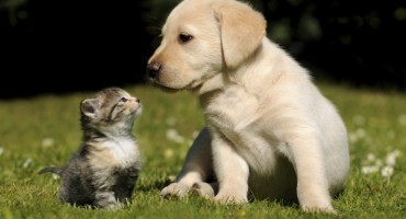 Pas ili mačka: Koji je idealan kućni ljubimac za vas?