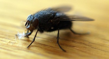 Kako se riješiti dosadnih muha? 