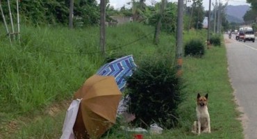 Odani pas 2 mjeseca čekao da se vlasnici vrate po njega!