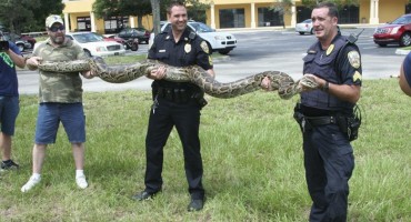 Mjesecima potajno harao naseljem: Uhvatili pitona dugog 3,5 metra