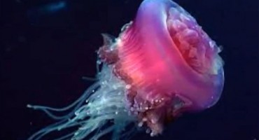 meduza, italija