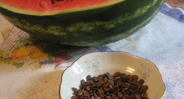 Koštice od lubenice protiv bakterije Escherichia Coli 