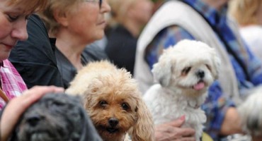 kućni ljubimac, kućni ljubimci, lišmanijoza