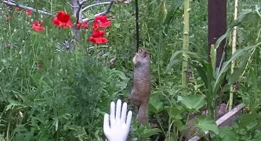 vjeverica , ptičice, vazelin