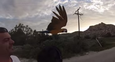 Ovo se vrlo rijetko viđa: Ara se utrkuje s vlasnikom na skuteru