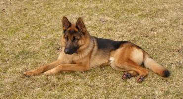 U autobusu sa albanskim nogometašima pronađeno 20,6 kg heroina 