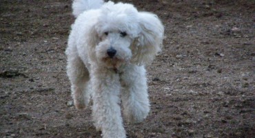 Psi i strah od pucnjave: Kako ih smiriti i spriječiti najgore?