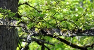 Nevjerojatno kako je trogodišnja djevojčica preživjela u sibirskoj šumi