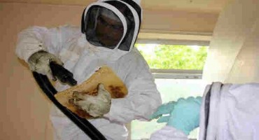 Pčelarstvo u Hercegovini u velikim problemima