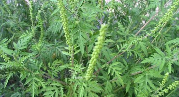 MPVŠ HNŽ: Uništavajte ambroziju dok još nije počela cvatnja