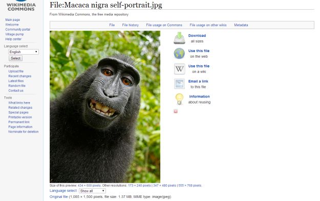 Kome pripada ovaj selfie? Fotografu ili majmunu?