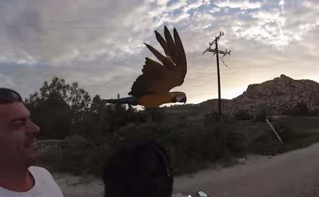 papagaj, utrka, vlasnik