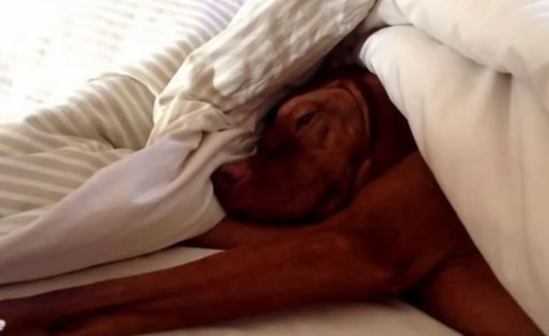 Ovaj pas mrzi jutarnji alarm koliko i vi!
