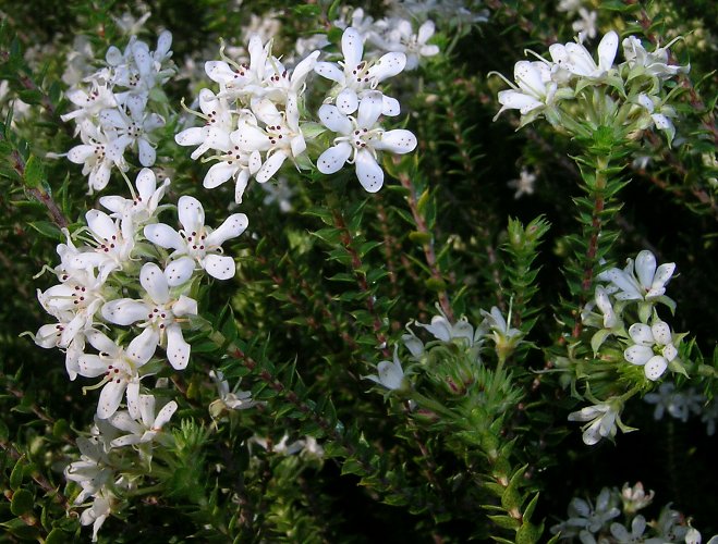 Ljekovito bilje: AGATOZMA (Agathosma betulina Rutaceae)