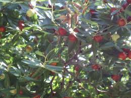 Čičimak (Zizyphus jujuba (Z. vulgaris) Rhamnaceae)