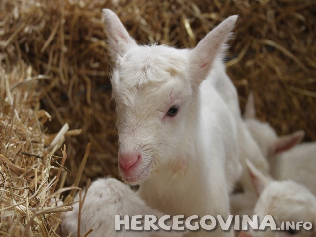 Kozje mlijeko njegova ljekovitost i hranidbena vrijednost