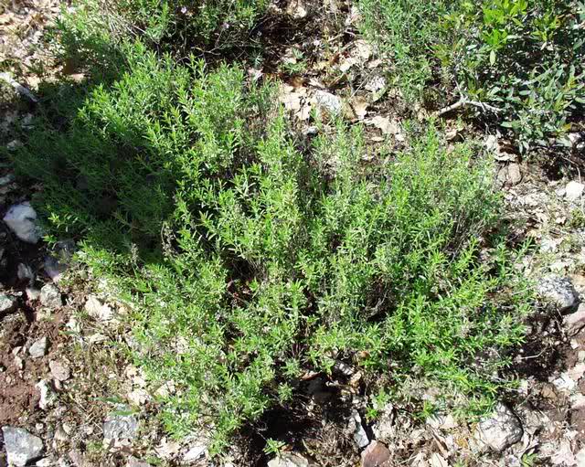 Planinski čubar (Satureja montana Lamiaceae)