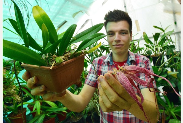dino zelenika