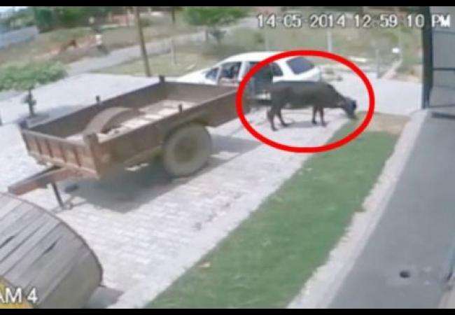 krava