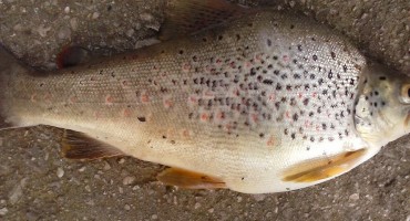 Mostar: Ribar Pero Perić ulovio pastrmku neobičnog izgleda