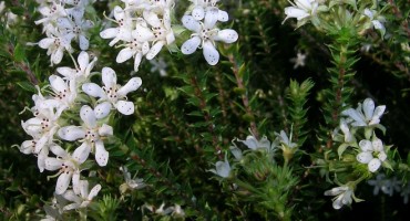 ljekovito bilje, Ljekovito djelovanje, ljekovita svojstva, Agatozma 