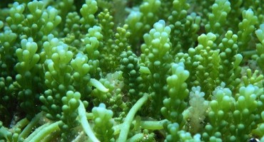 Caulerpa Racemosa, istarsko priobalje, grozdasta kaulerpa, Invazivnost alge