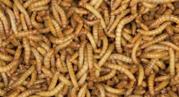 Sa stropa su počeli padati crvi, a onda su u stanu iznad otkrili tijelo