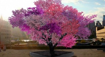 koštuničavo voće, stablo, stabalo s 40 vrsta plodova