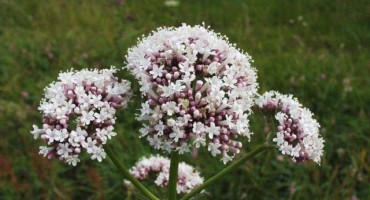 Ljekovita biljka Odoljen 