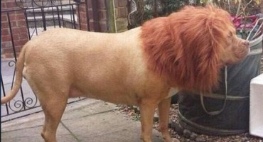 Vlasnik od doge uporno traži da bude lav