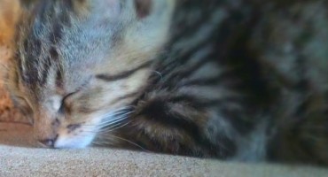 Ovo bi se sigurno moglo nazvati jako dobrom masažom