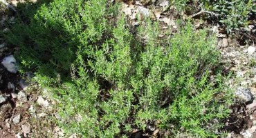 ljekovita svojstva, ljekovita biljka, aromatične ljekovite vrste, ljekovito bilje