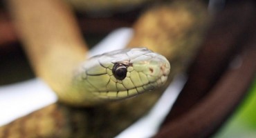  Opasnu zmiju čiji ugriz ubija pronašao u krevetu ispod deke