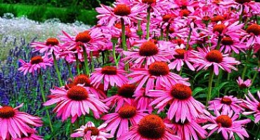 Ehinacea