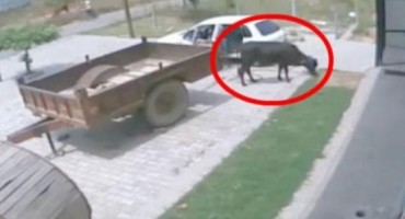 Snimka krađe postala apsolutni  hit: Uspio ugurati kravu u Fiat Pandu