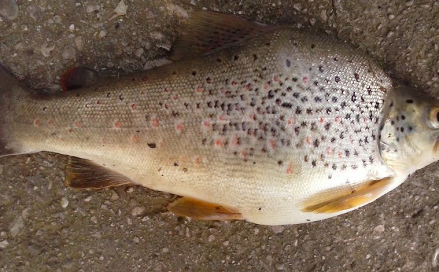 Mostar: Ribar Pero Perić ulovio pastrmku neobičnog izgleda