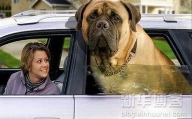 Pogledajte najveće pse na svijetu!