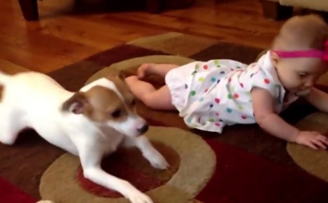 YouTube hit: Što to pas uči ovu preslatku bebu?
