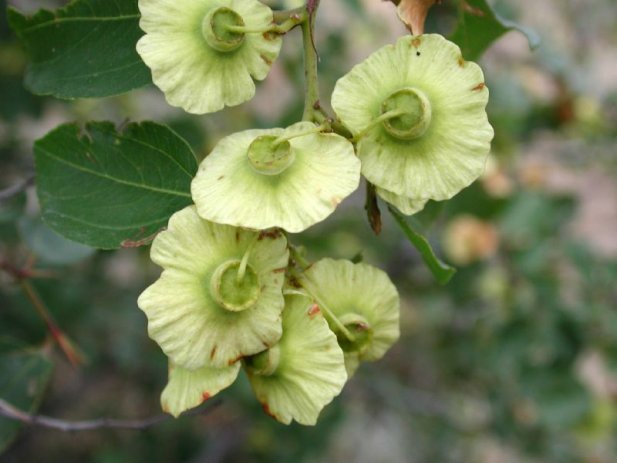Drača (Paliurus spina-christi)