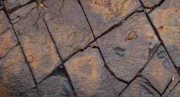  Izložba fotografija dr. Zdrinka Brekala