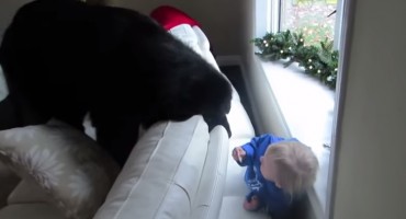 Djevojčica i pas vrijeme provode igrom skrivača