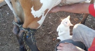 Mačka zna da je najbolje piti s izvora