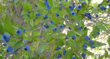 Mirta ili mrča (Myrtus communis)