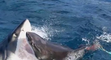 Kamerom snimio dramatičnu borbu dva velika morska psa