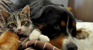 Ovi psi imaju nešto zajedničko, a to je strah prema mačkama