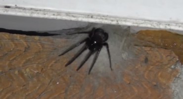 'Cjevasti' pauci preplavili su južni Wales