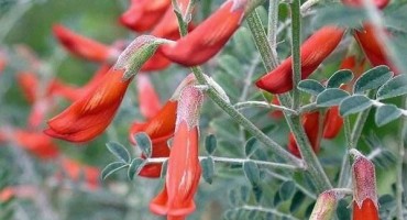 Upoznajte čudesnu biljku iz Afrike