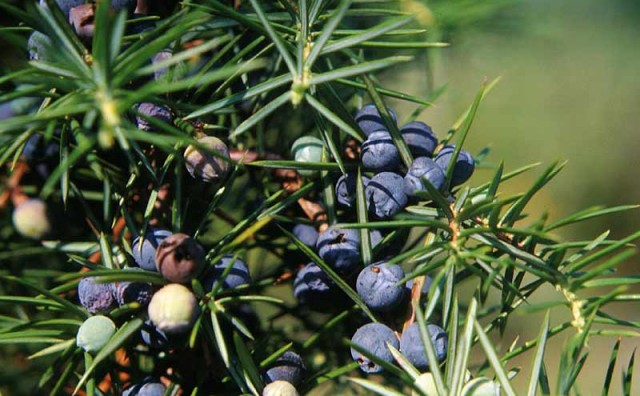  Borovica (Juniperus communis L.) 
