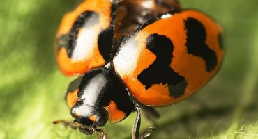 INVAZIJA AZIJSKIH BUBAMARA Napale su Srbiju, množe se u Hrvatskoj